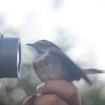 ambiens_voluntariado_valencia