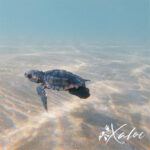 Xaloc_voluntariado_valencia