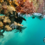 sanamares_voluntariado_valencia